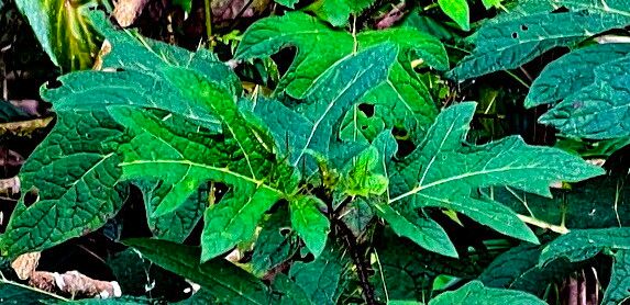 Solanum vaillantii — houseplant care guide