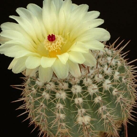 Parodia allosiphon flower