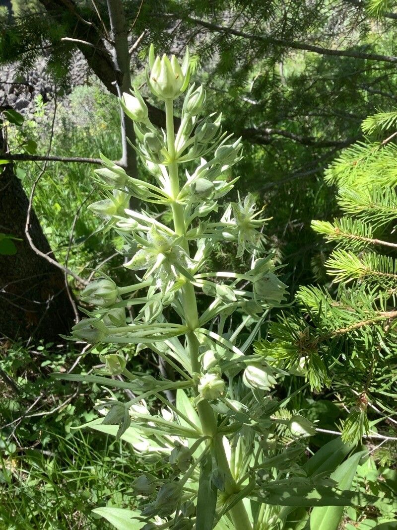 Frasera speciosa flower