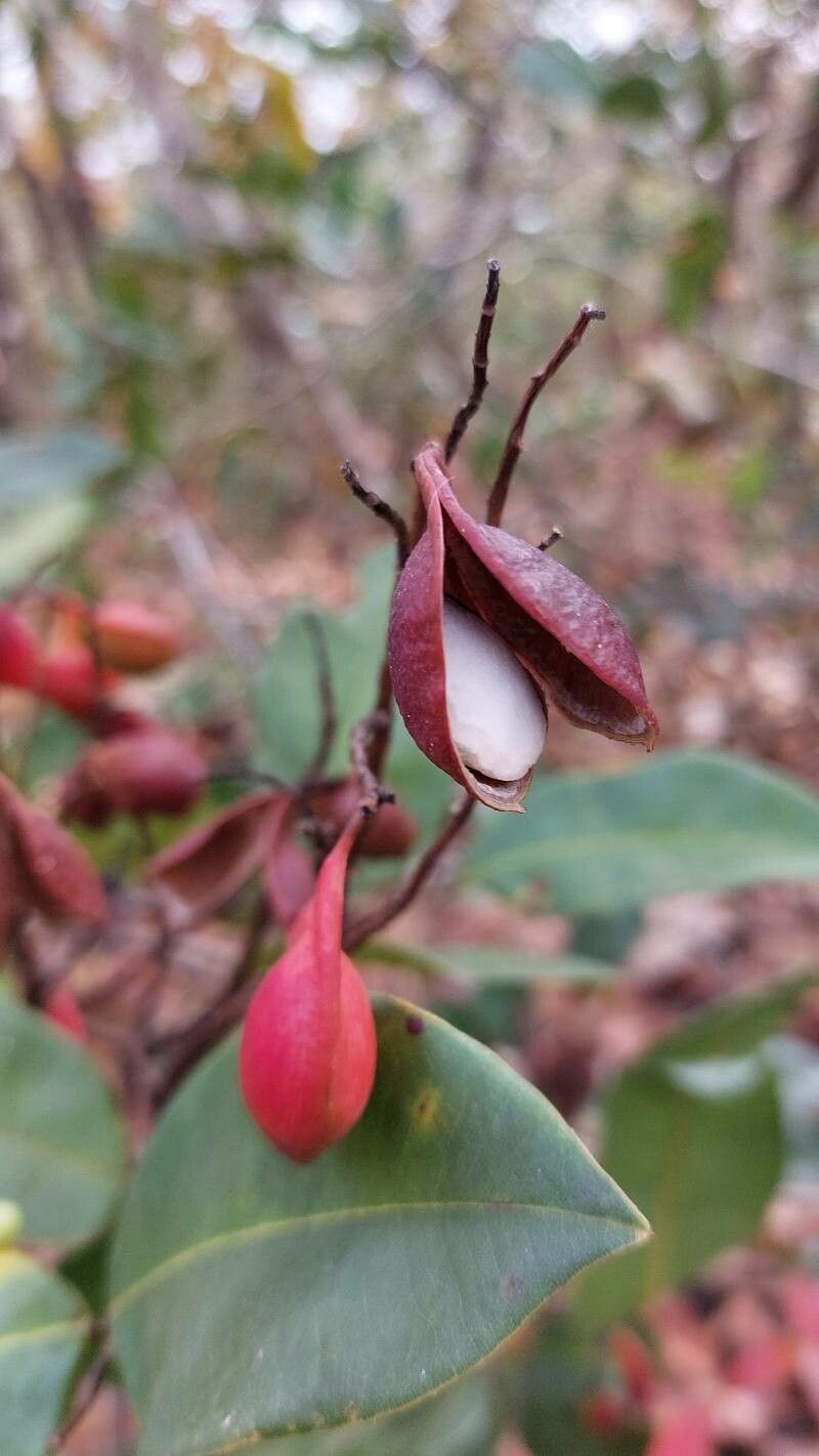 Copaifera magnifolia fruit