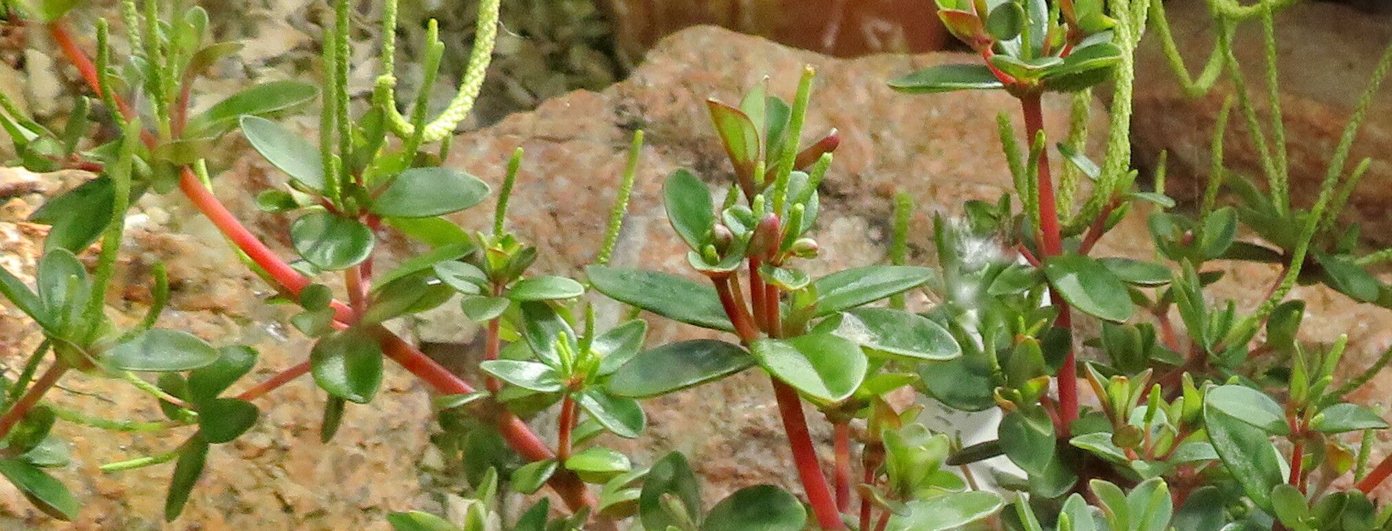 Peperomia polzii leaf