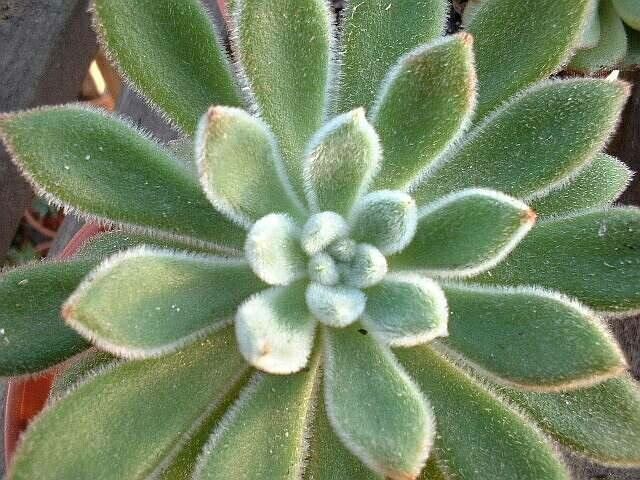 Echeveria pilosa — search result for 'Echeveria'