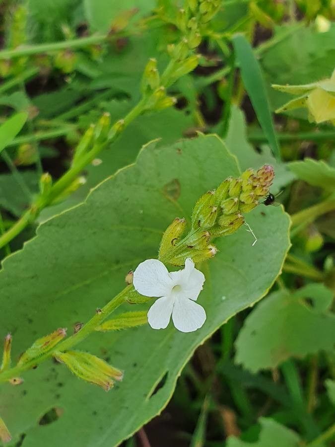 Priva adhaerens flower