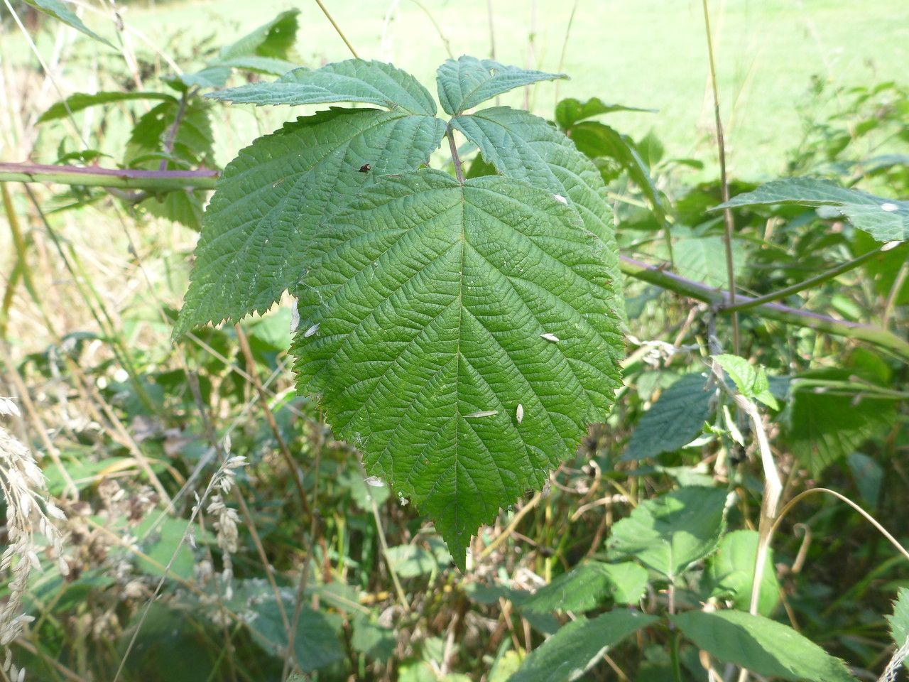 Rubus mus — houseplant care guide