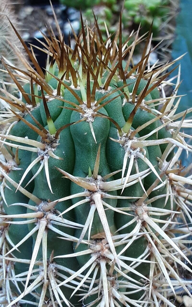 Leucostele undulosa — houseplant care guide