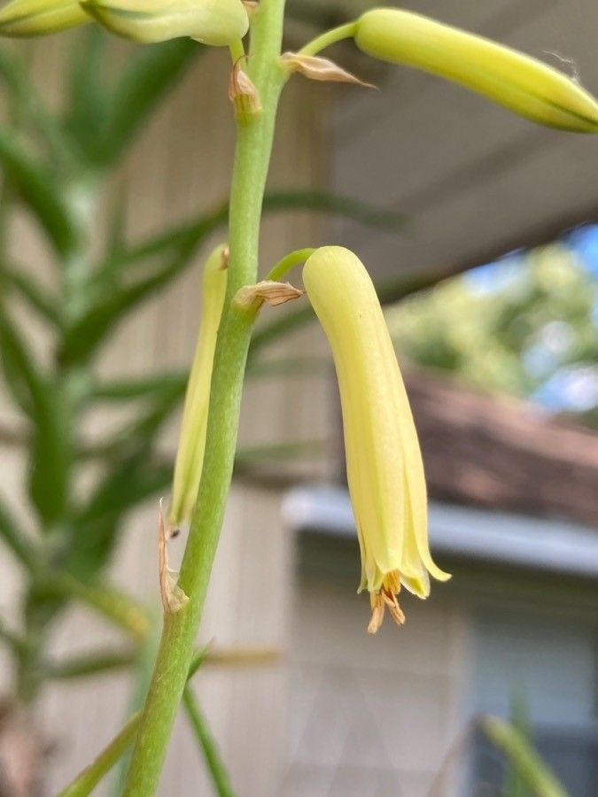 Aloe pendens flower