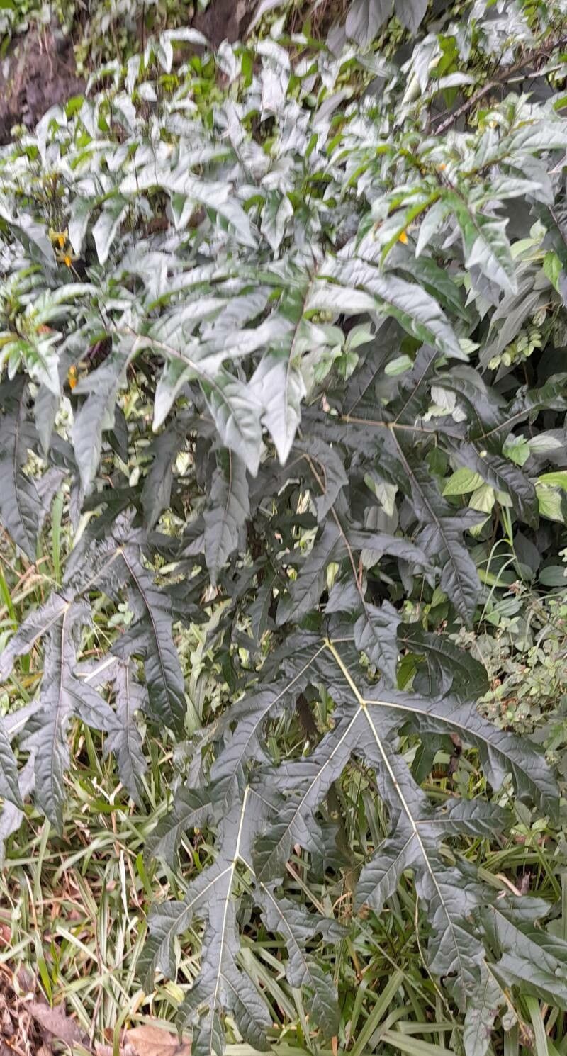 Solanum atropurpureum habit