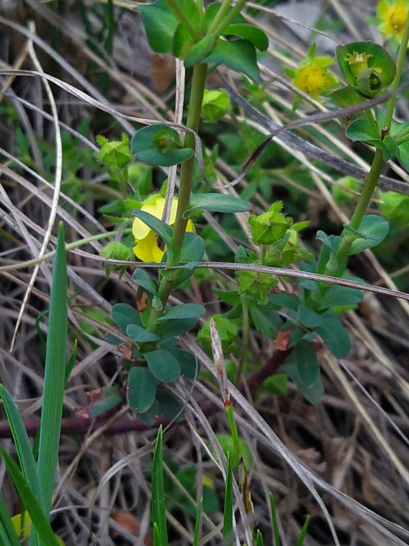 Euphorbia kerneri — houseplant care guide