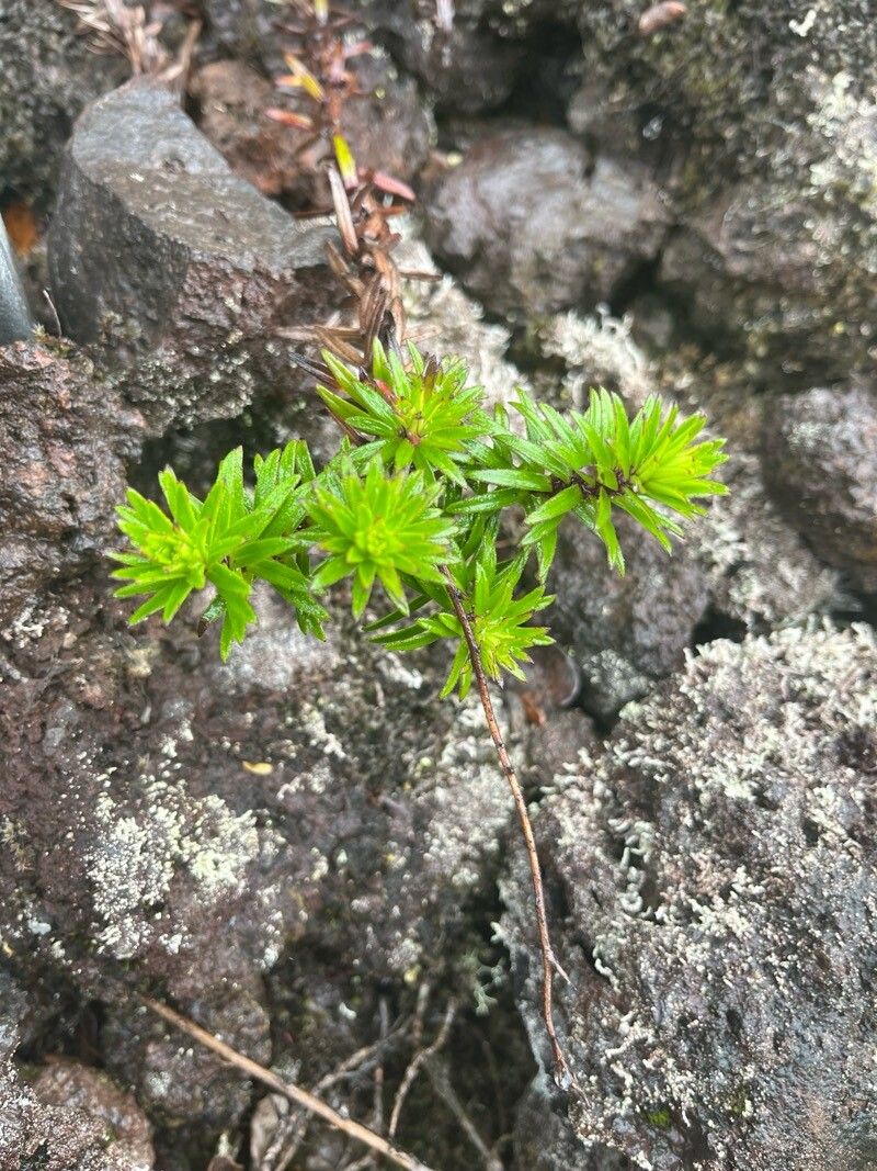 Dubautia scabra — houseplant care guide