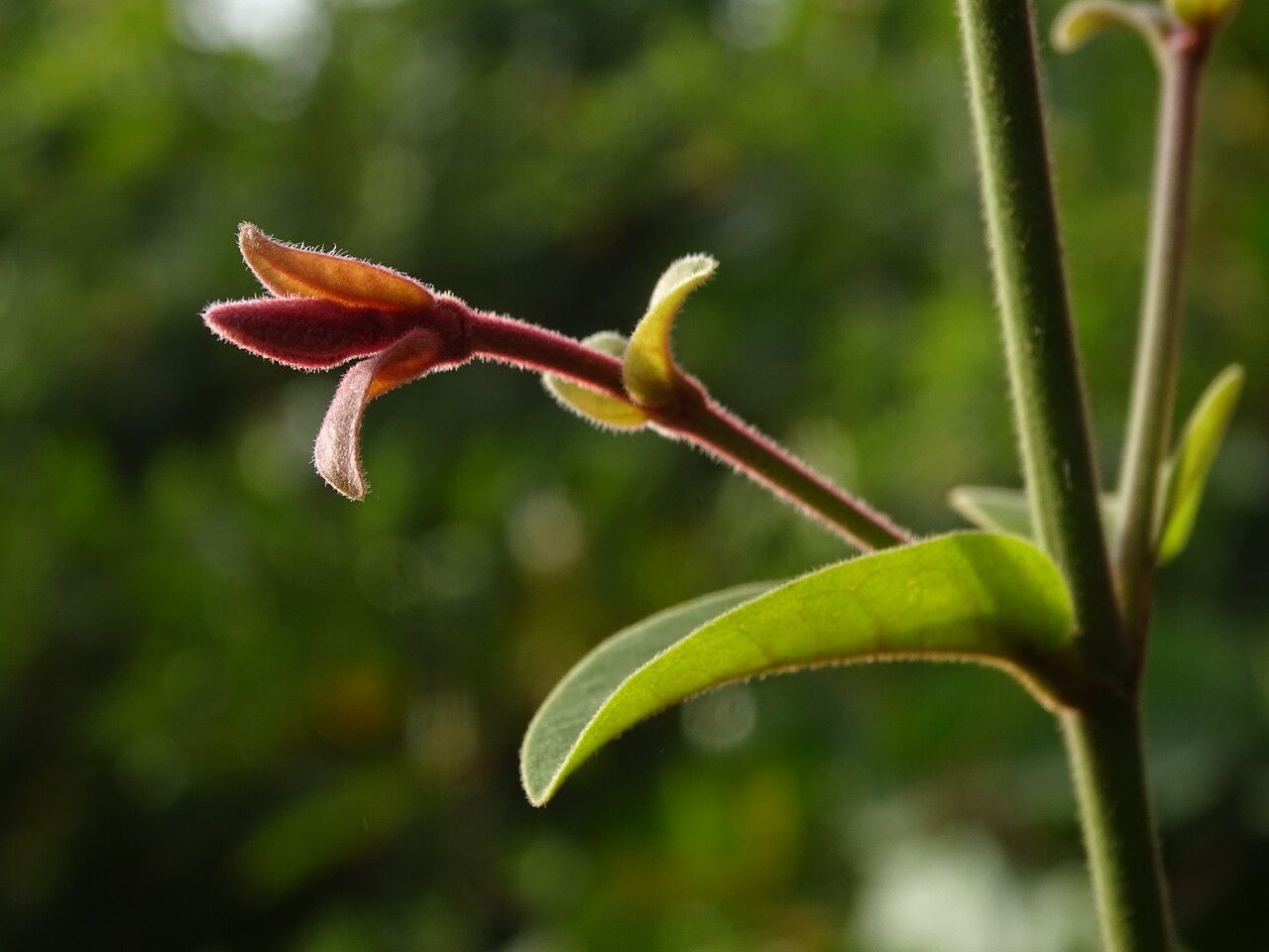 Combretum paniculatum bark