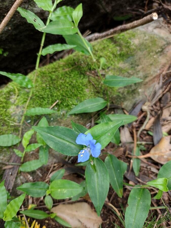 Commelina cyanea habit