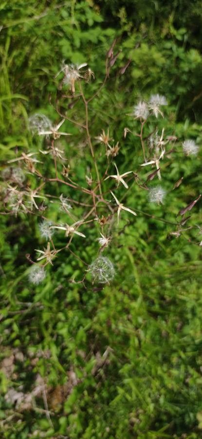 Lactuca perennis fruit