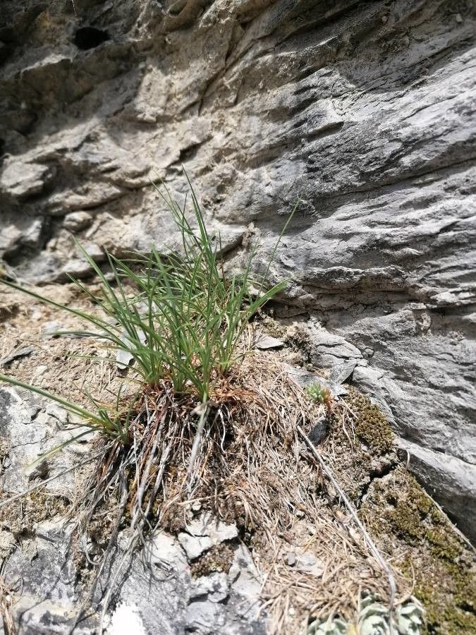 Dianthus saxicola — houseplant care guide