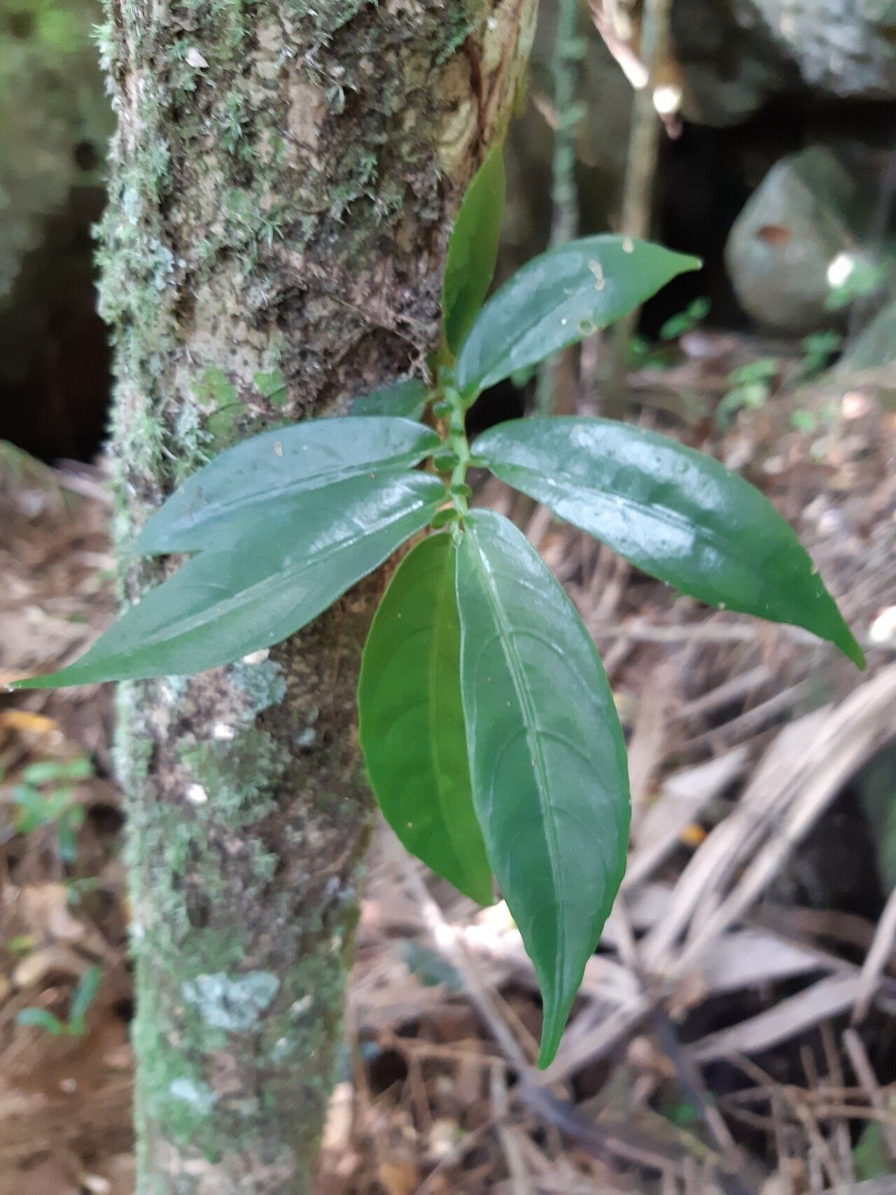 Procris insularis — related species from the same genus
