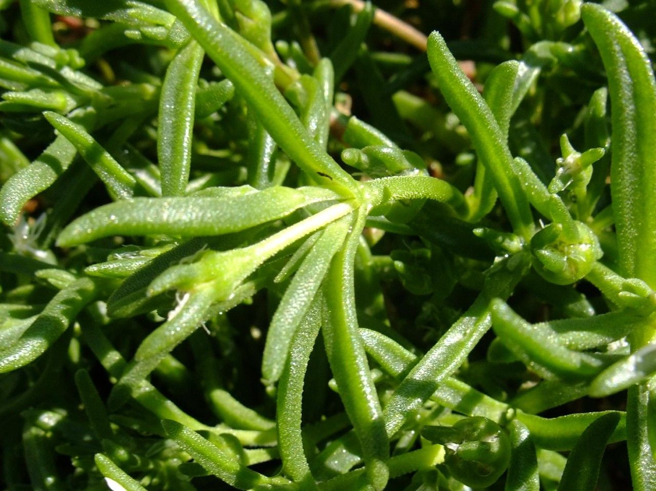 Delosperma steytlerae — houseplant care guide