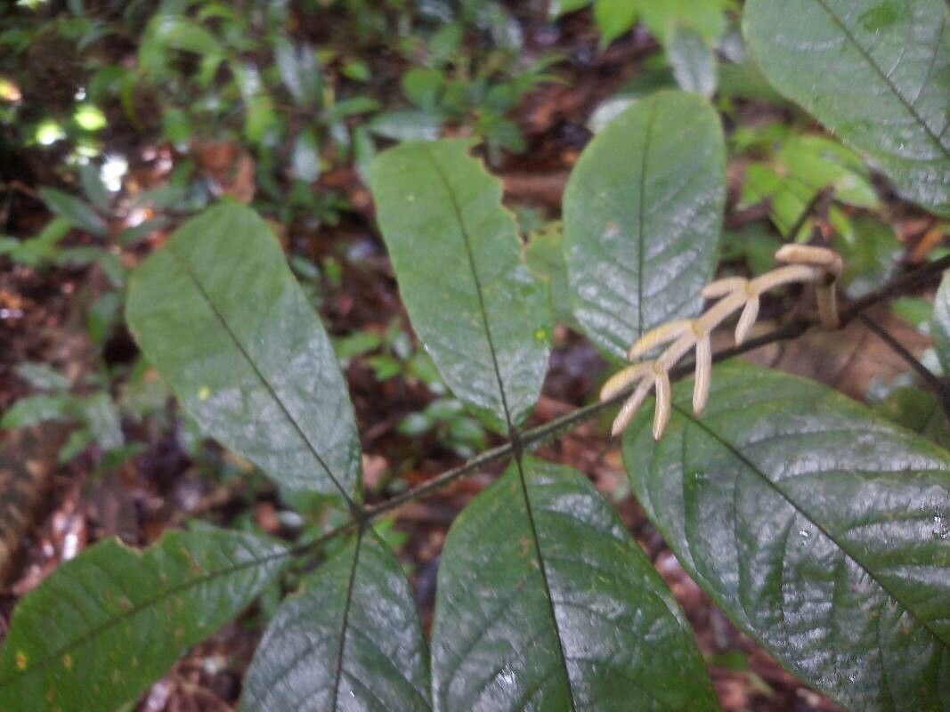 Swartzia grandifolia leaf