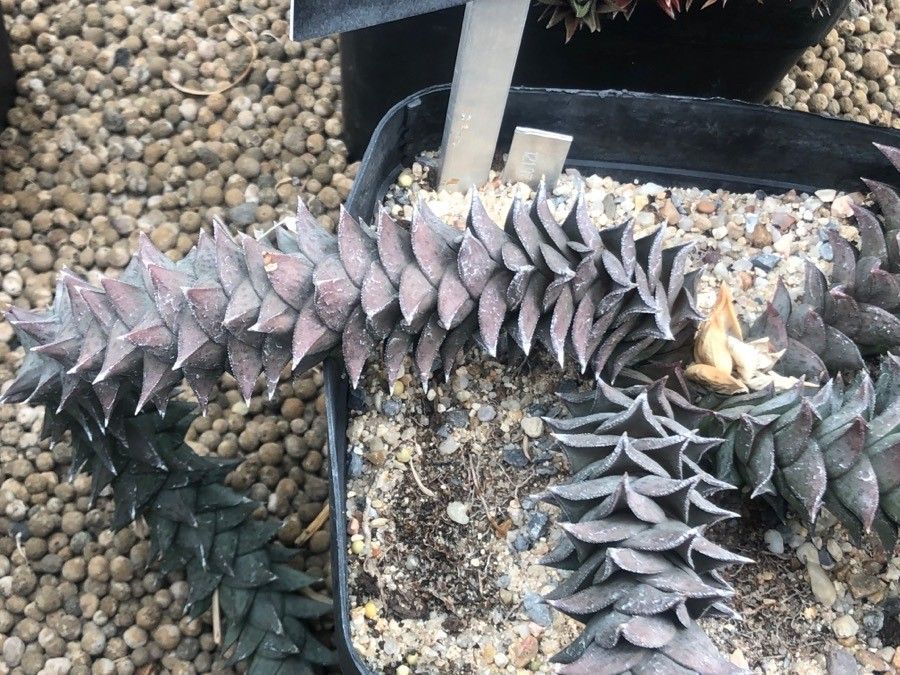 Haworthia scabra — search result for 'Haworthiopsis'