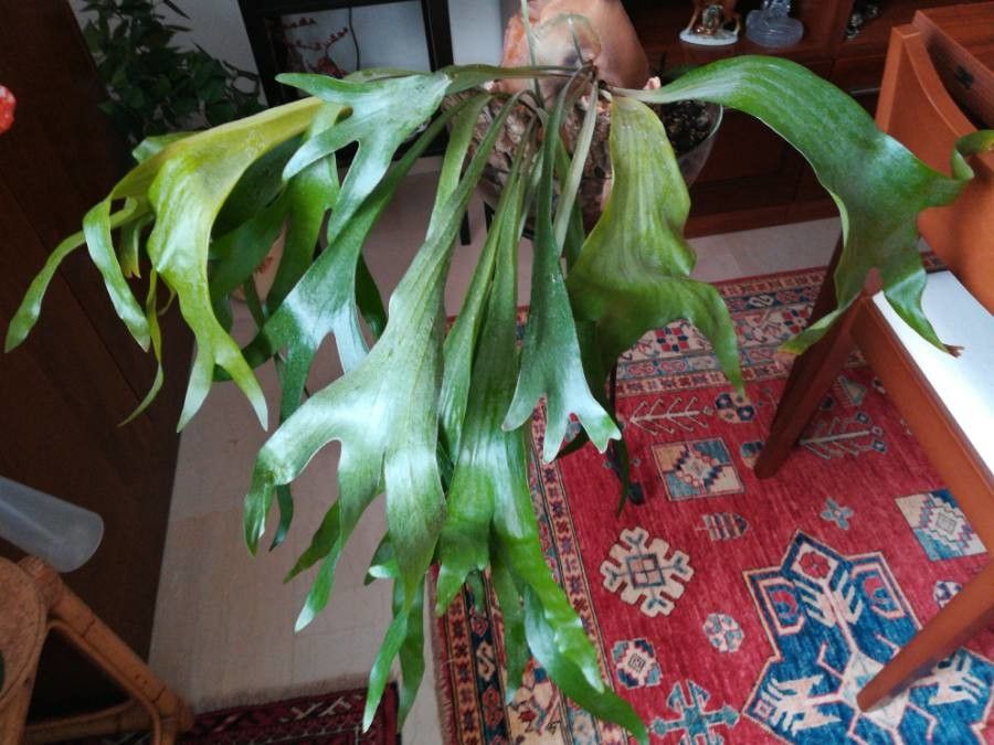 Platycerium alcicorne bark