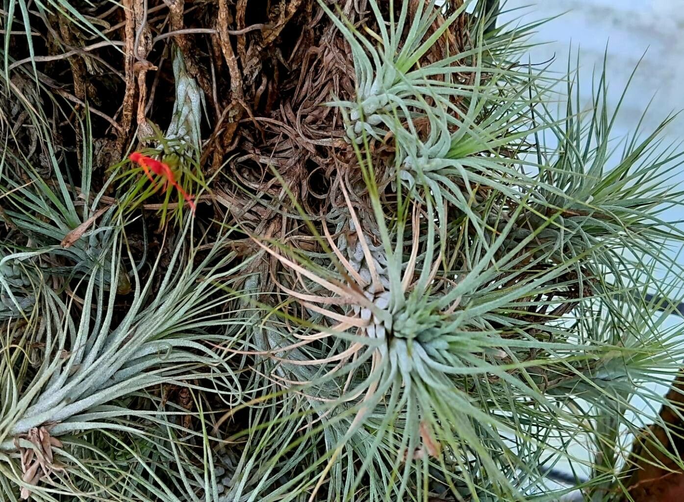 Tillandsia funckiana leaf