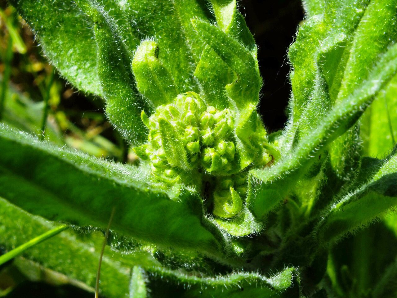 Cynoglossum clandestinum flower