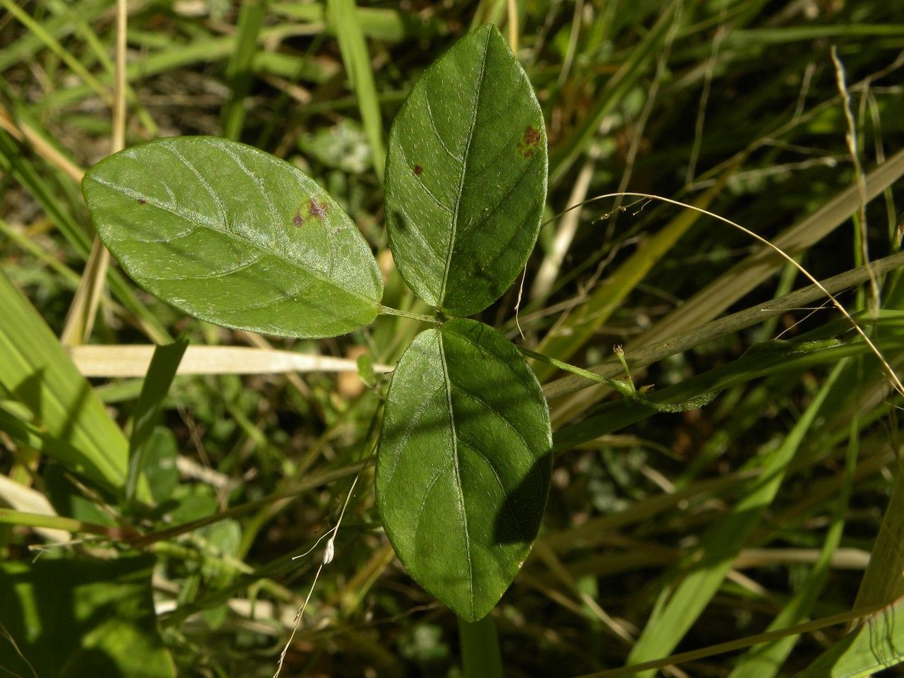 Galactia tenuiflora — houseplant care guide