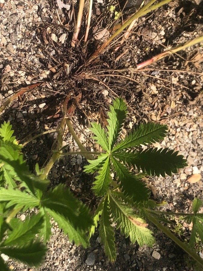 Potentilla asturica — search result for 'Potentilla'