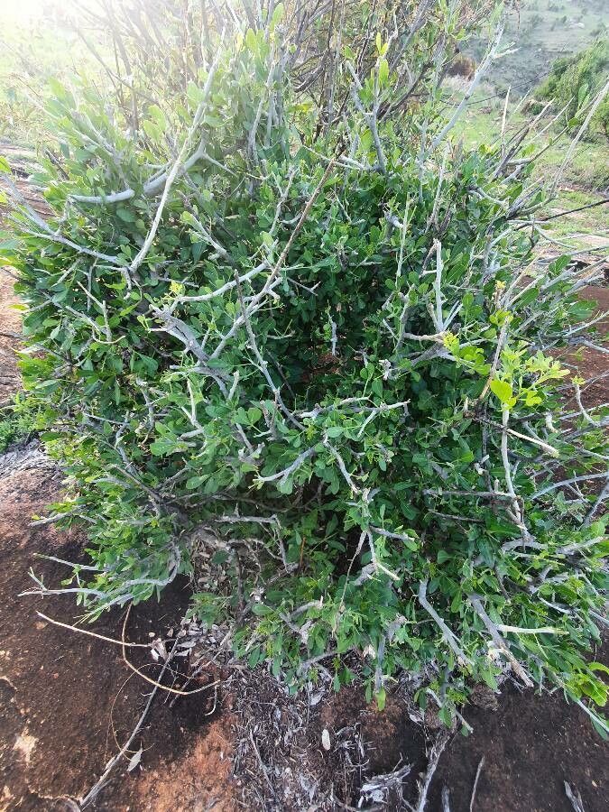 Vepris glomerata habit