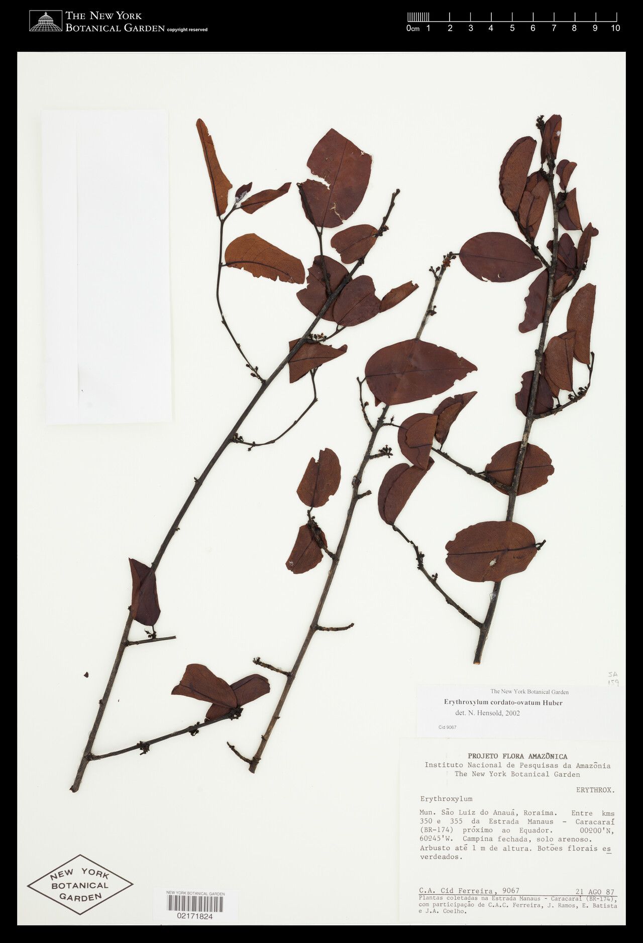 Erythroxylum cordato-ovatum — houseplant care guide