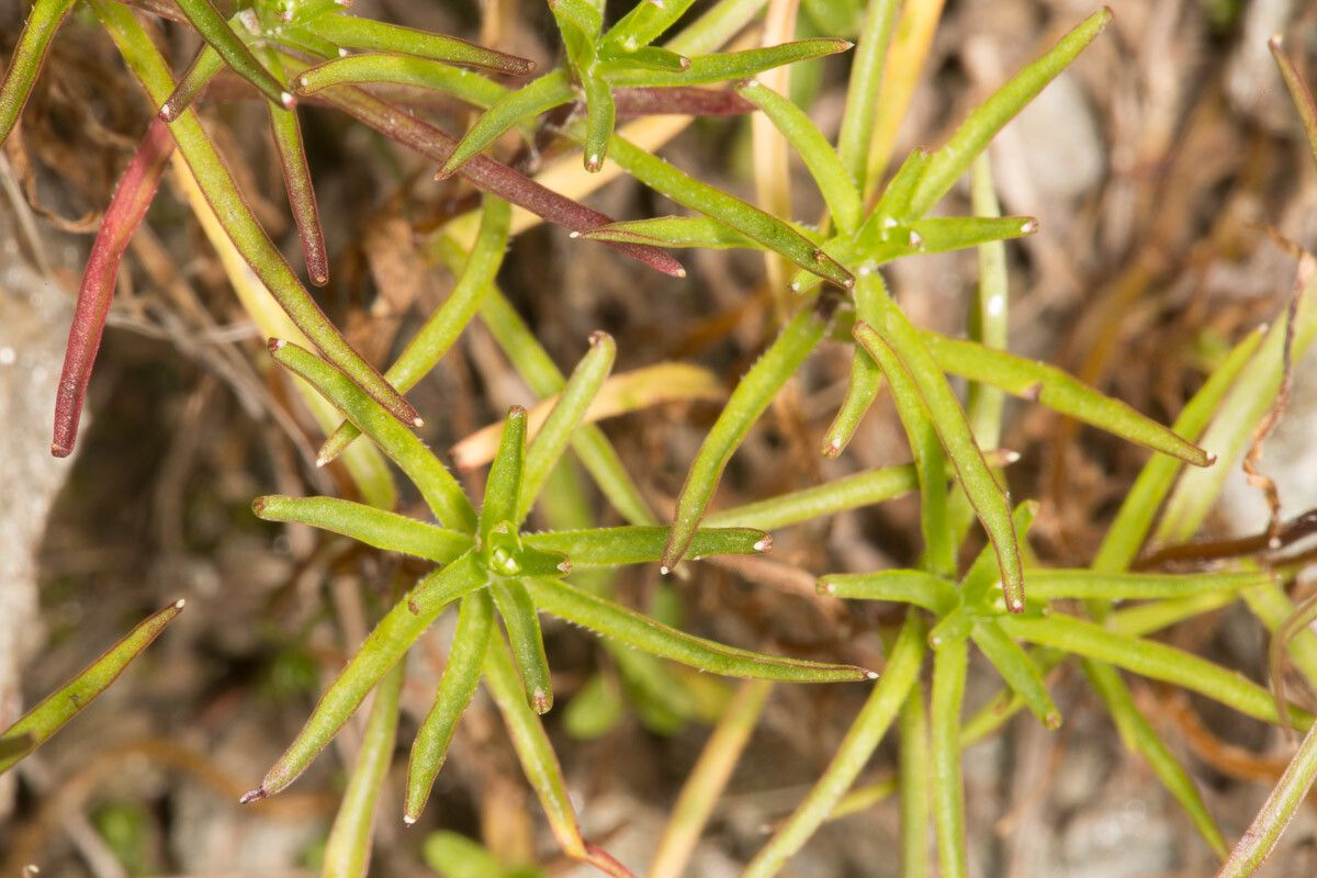 Campanula excisa — houseplant care guide