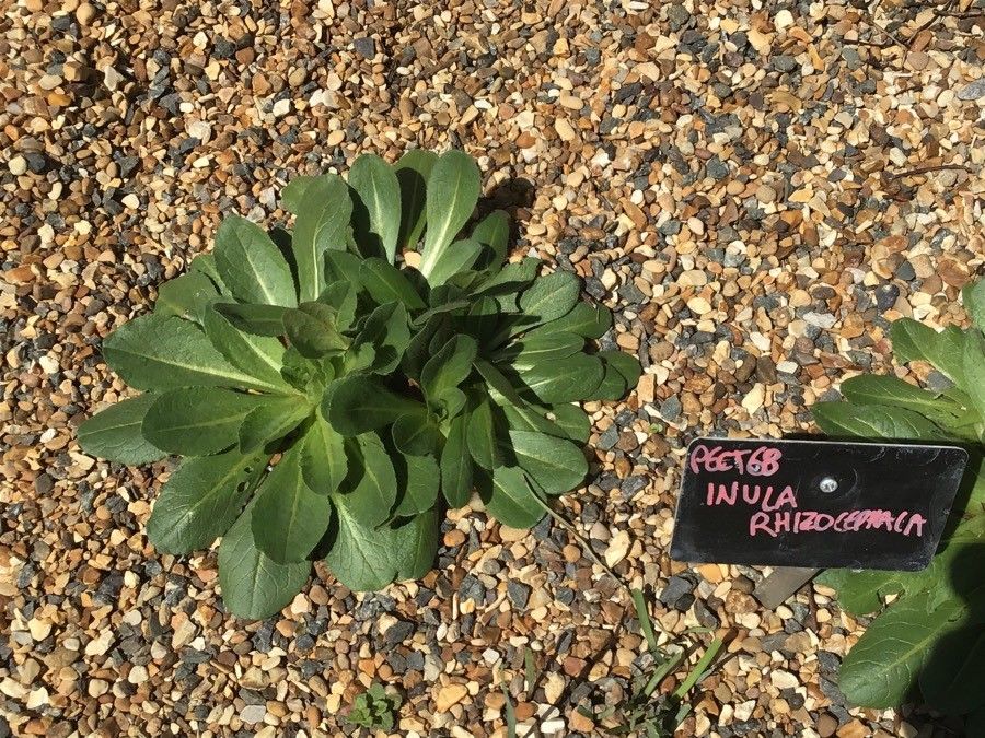 Inula rhizocephala — search result for 'Inula'