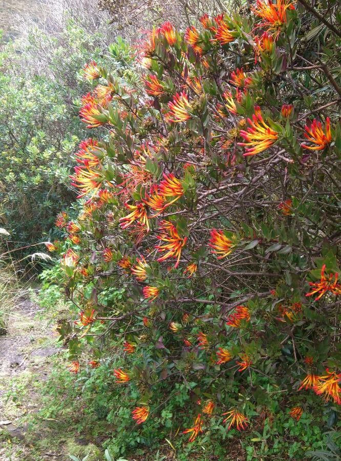 Tristerix longebracteatus — related species from the same genus