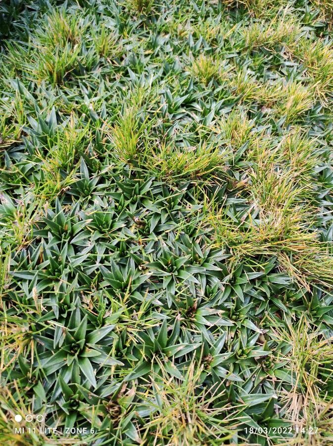 Plantago rigida — search result for 'Plantago'