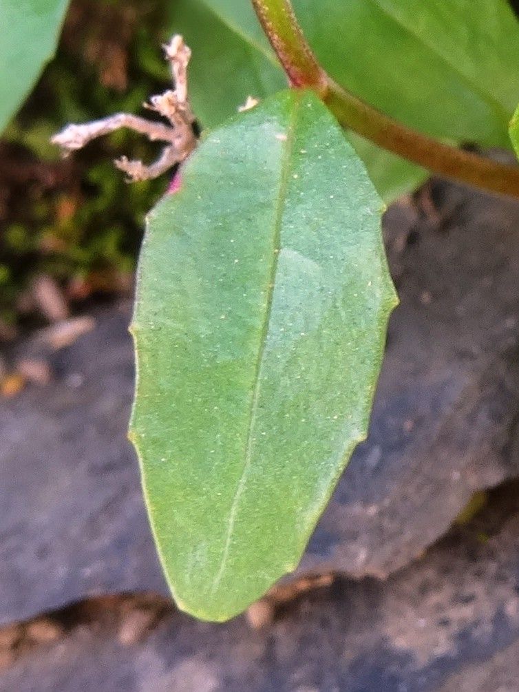 Epilobium anagallidifolium
