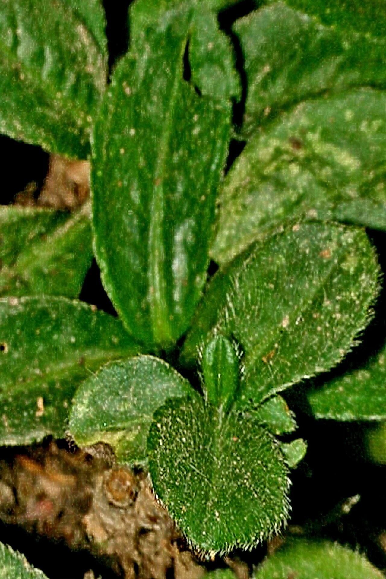 Pseudelephantopus spiralis — related species from the same genus