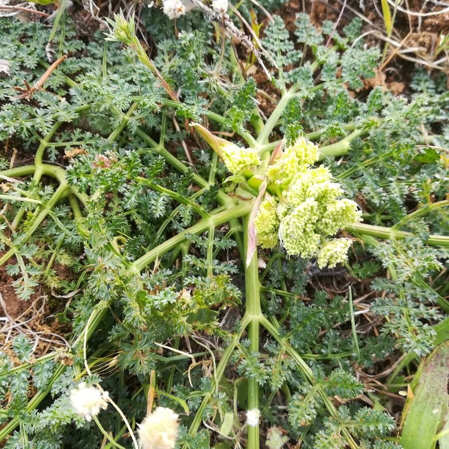 Lomatium dasycarpum flower