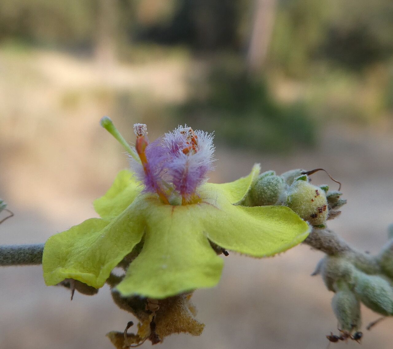 Verbascum sinuatum flower