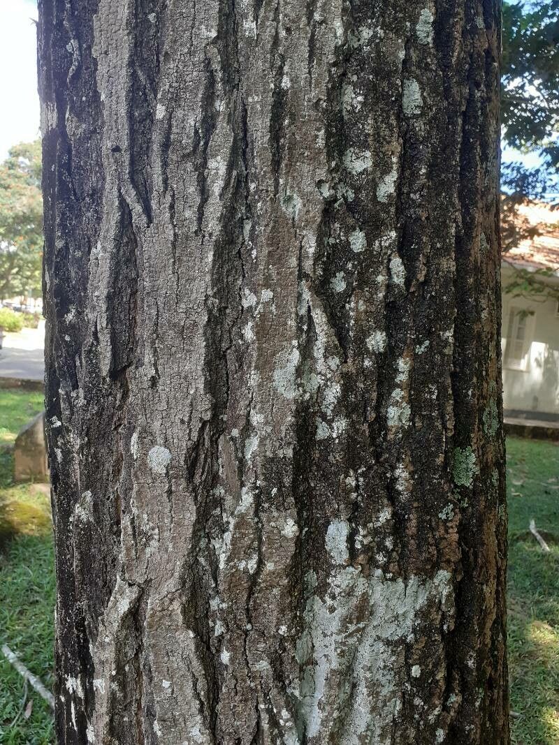 Enterolobium maximum — related species from the same genus