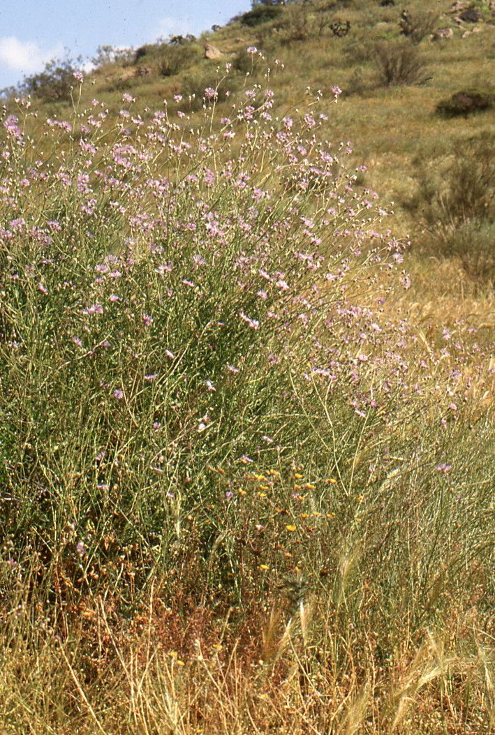 Volutaria crupinoides habit