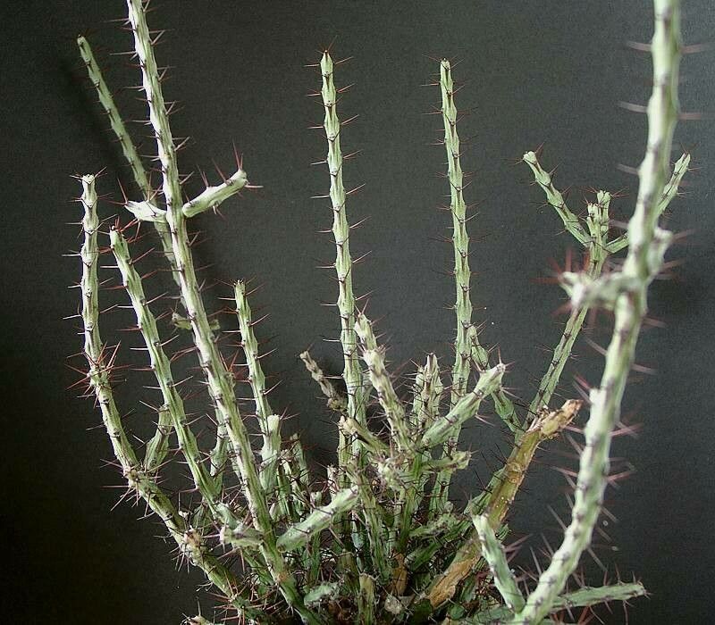 Euphorbia subscandens habit