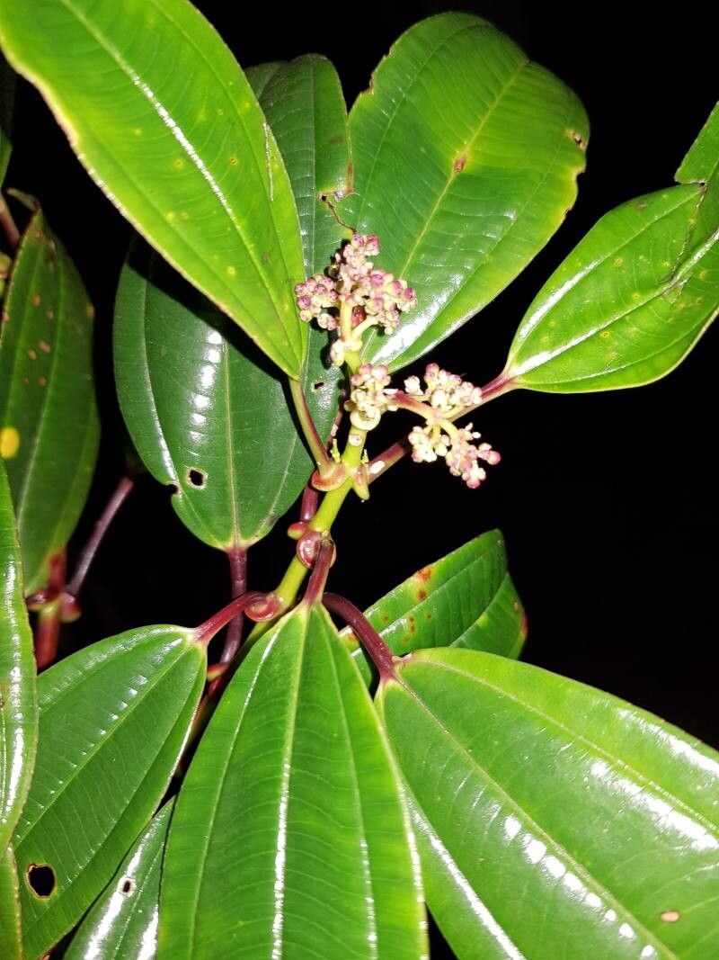Miconia amplinodis leaf