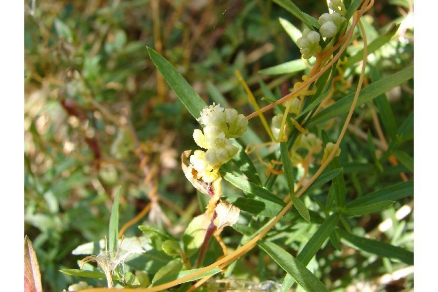 Cuscuta pentagona flower