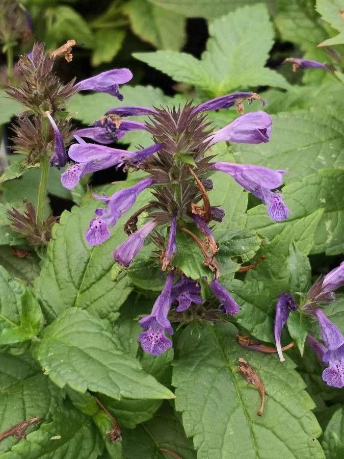 Nepeta nervosa flower