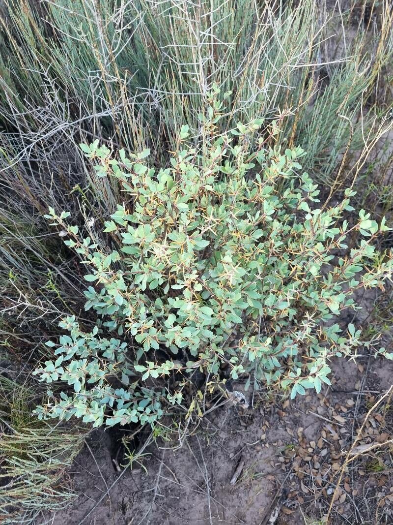 Berberis actinacantha leaf