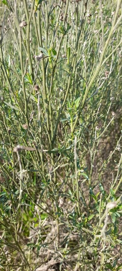 Baccharis spicata — search result for 'Baccharis'