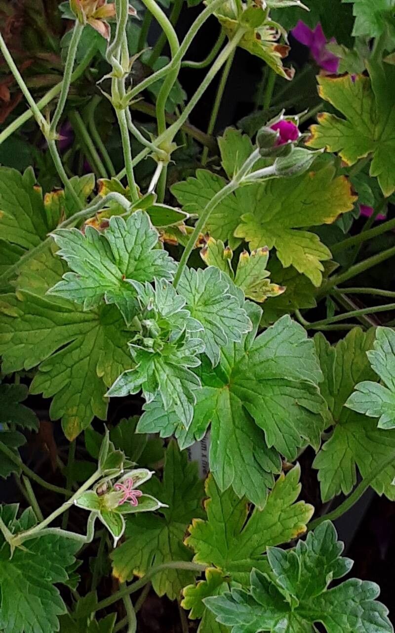 Geranium × riversleaianum — houseplant care guide