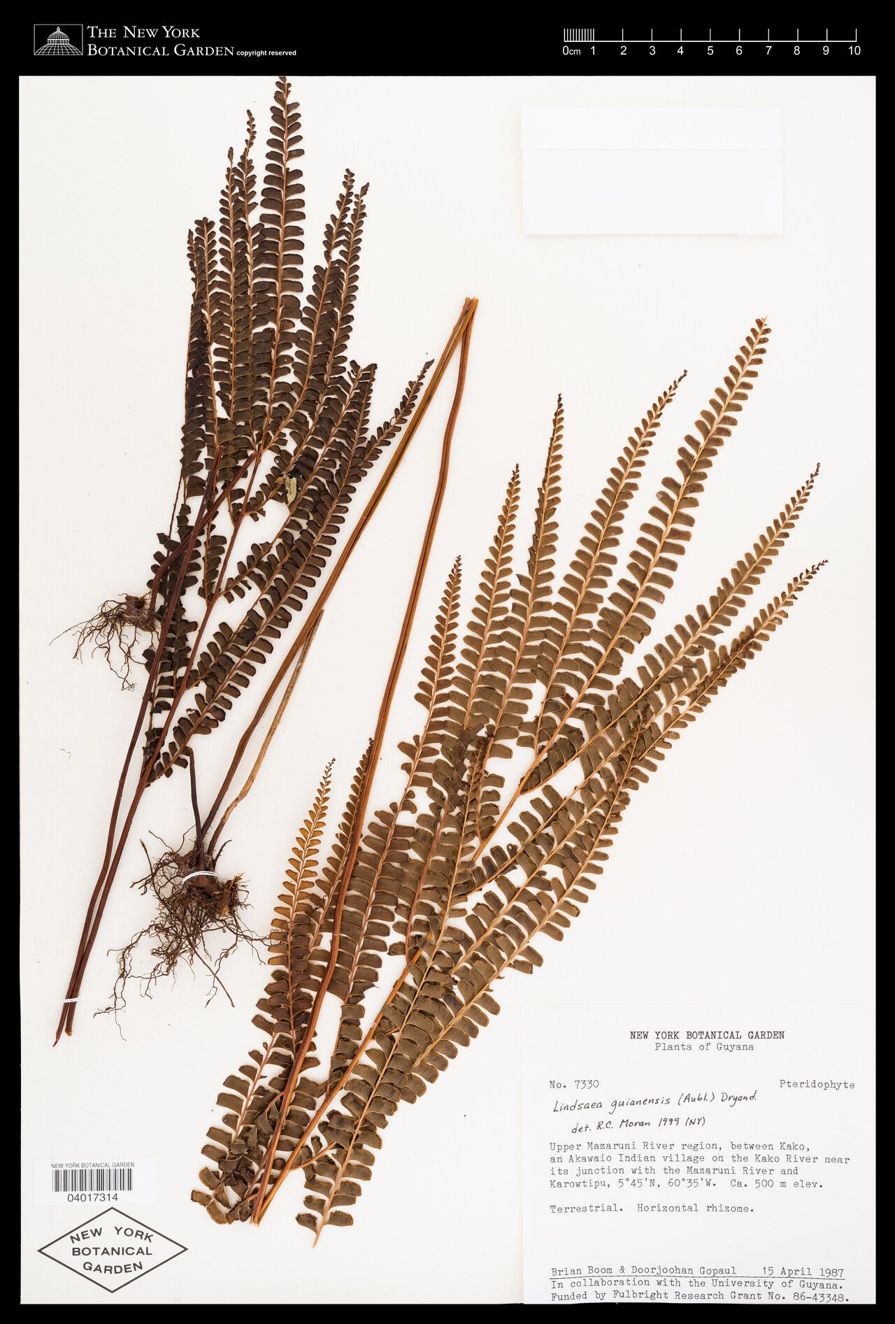 Lindsaea guianensis — houseplant care guide