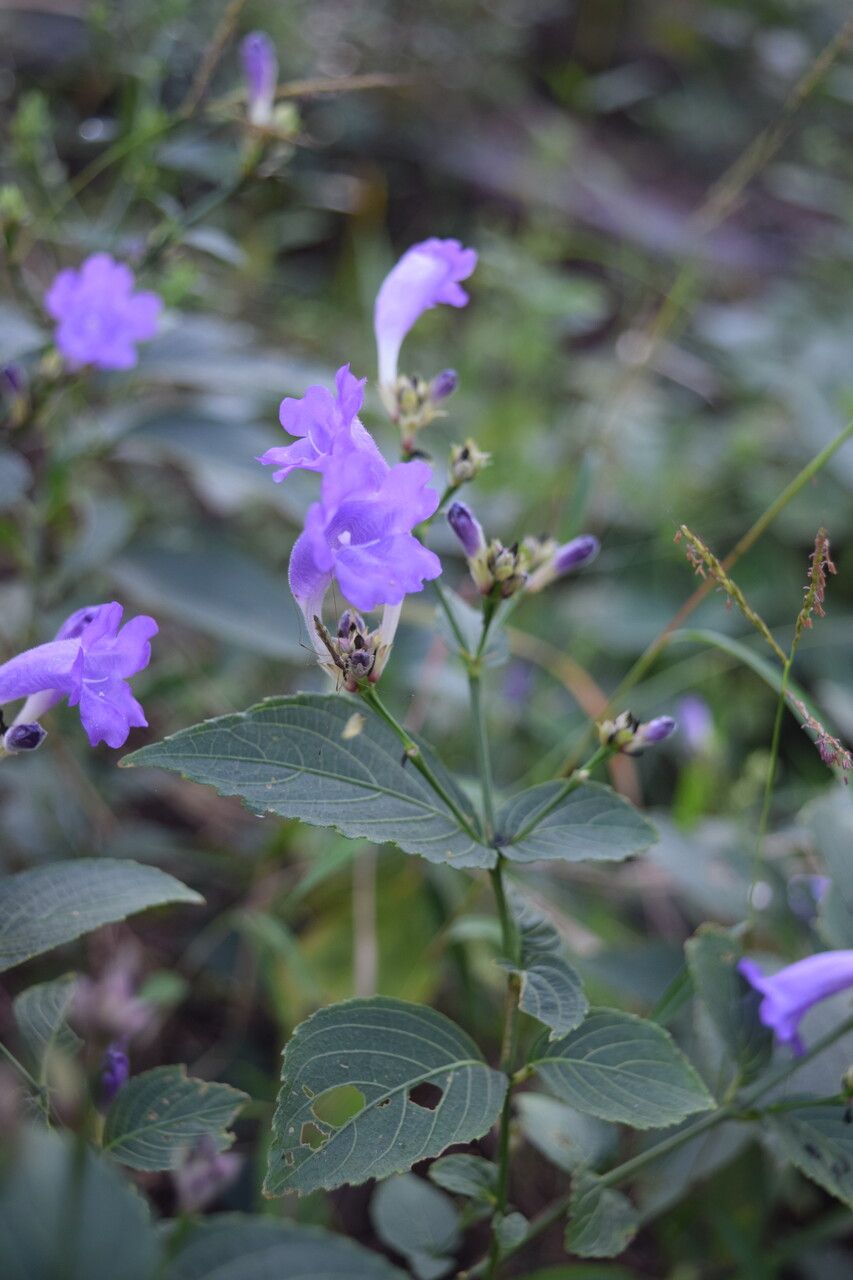 Strobilanthes bracteata — houseplant care guide