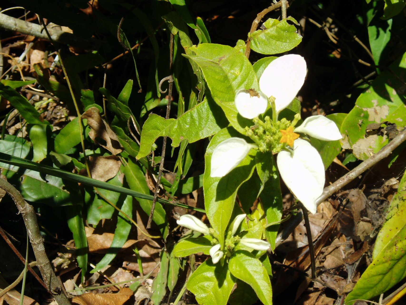 Mussaenda frondosa habit