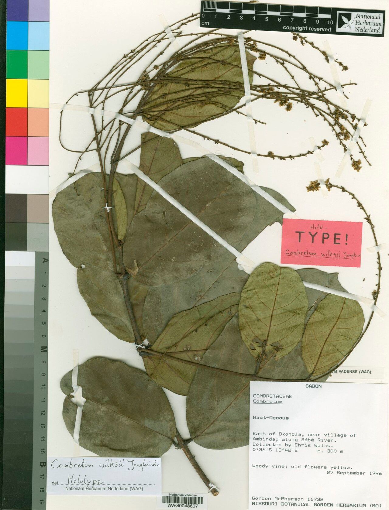 Combretum wilksii — houseplant care guide