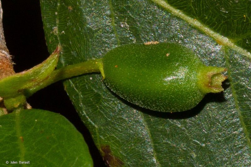 Antirhea rhamnoides fruit